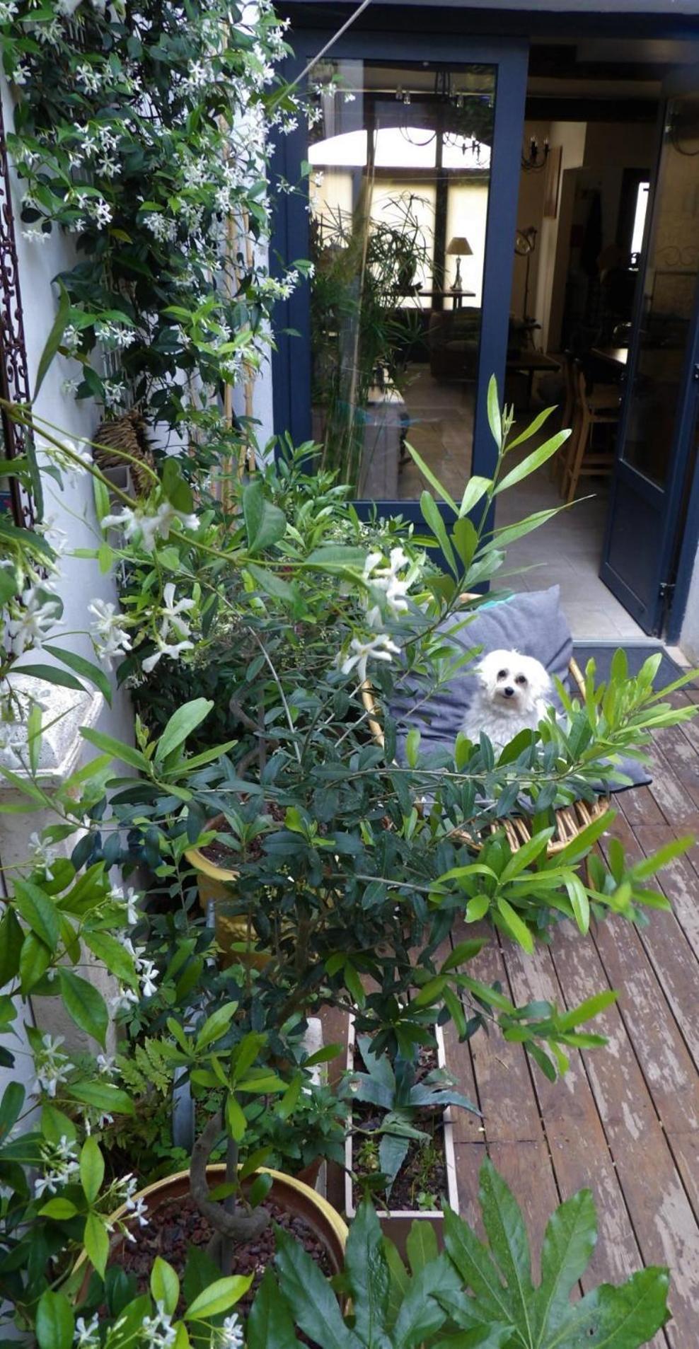 Bed and Breakfast Le Petit Patio Aigues-Mortes Exterior foto