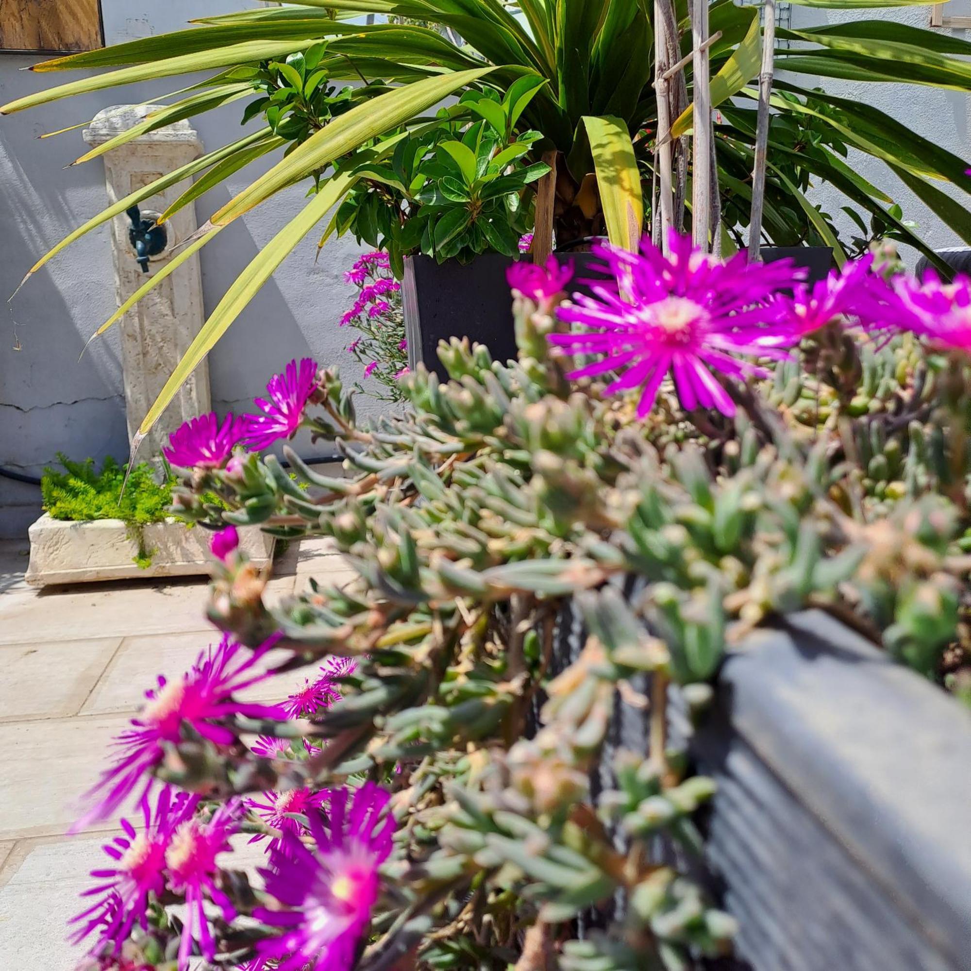 Bed and Breakfast Le Petit Patio Aigues-Mortes Exterior foto