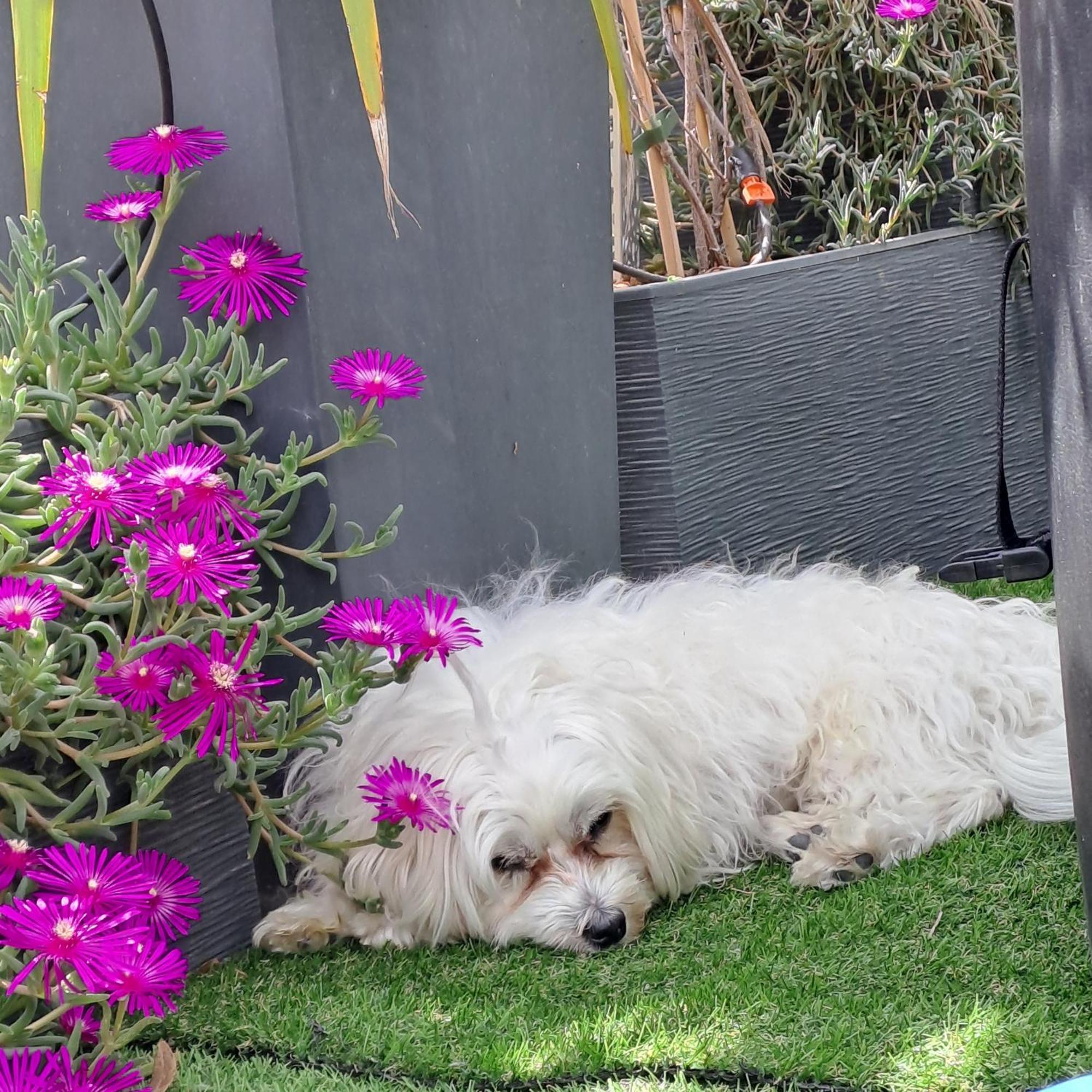 Bed and Breakfast Le Petit Patio Aigues-Mortes Exterior foto