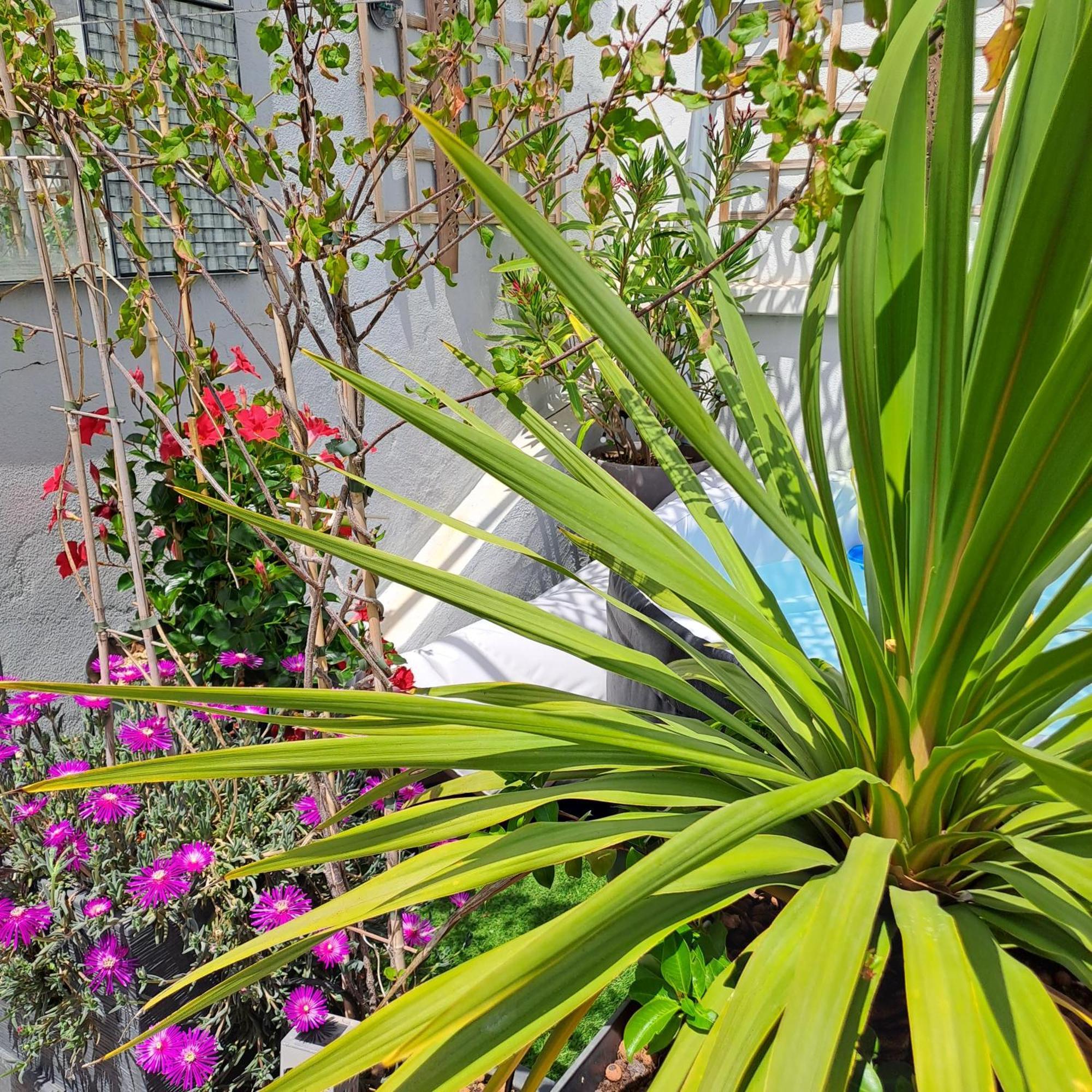 Bed and Breakfast Le Petit Patio Aigues-Mortes Exterior foto