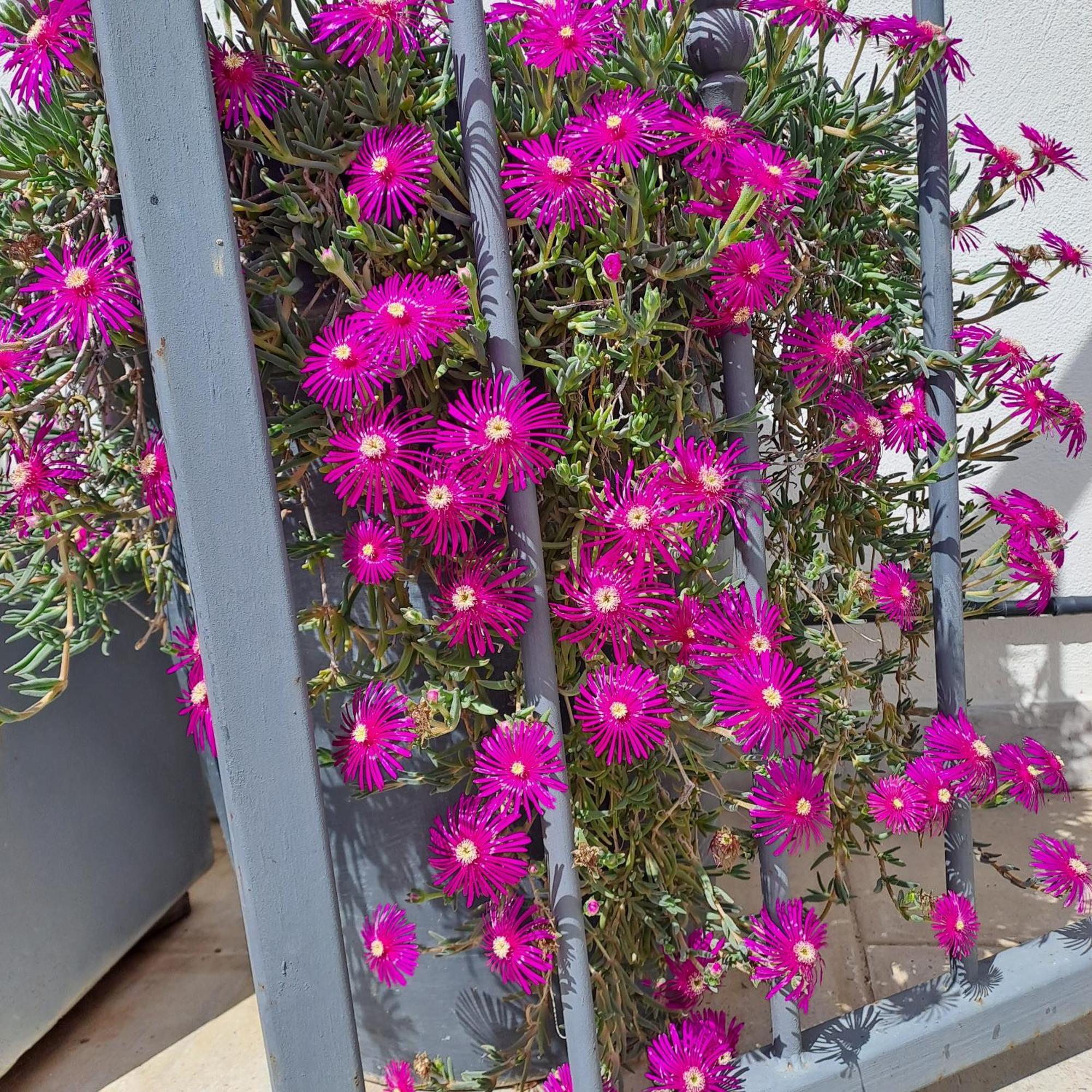 Bed and Breakfast Le Petit Patio Aigues-Mortes Exterior foto