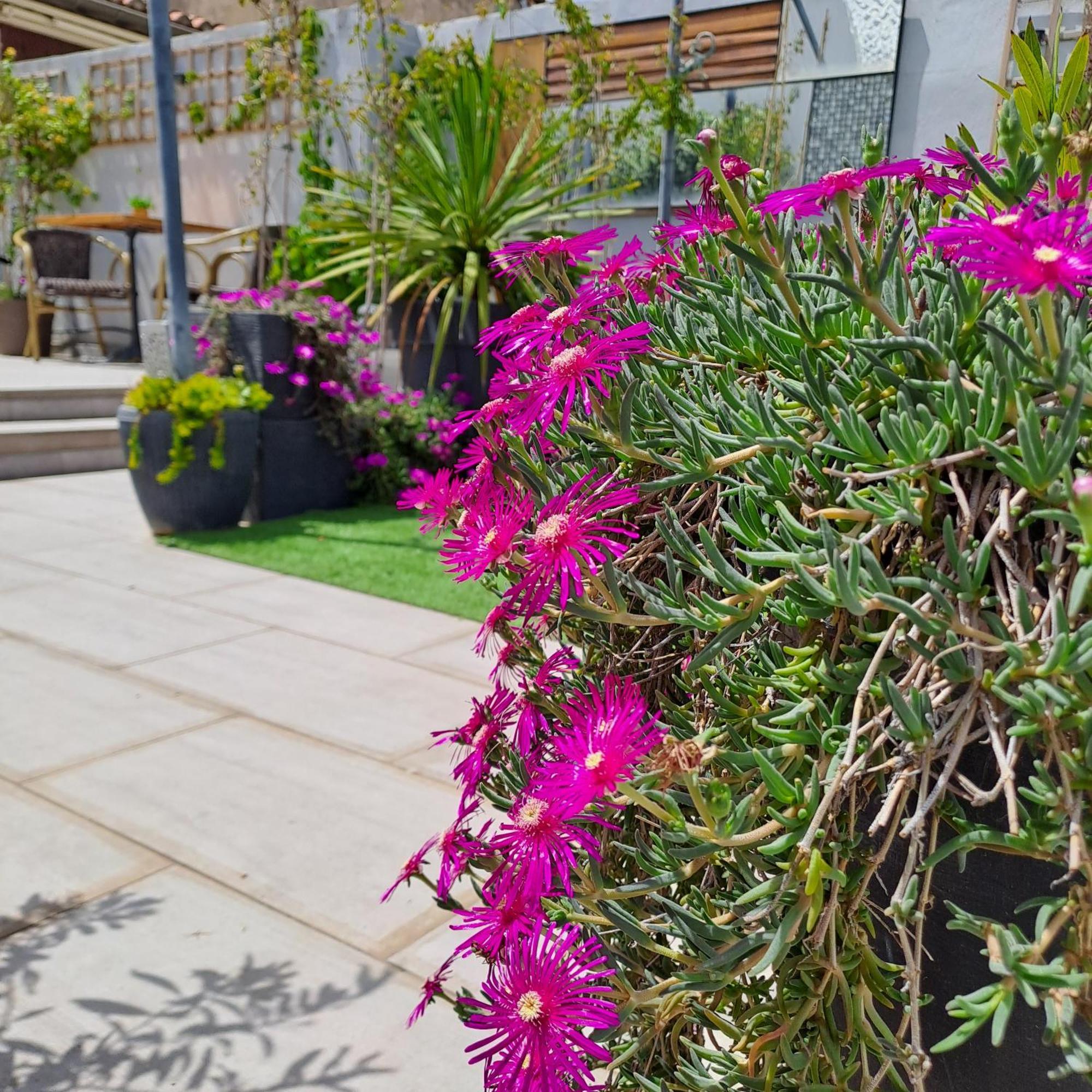 Bed and Breakfast Le Petit Patio Aigues-Mortes Exterior foto